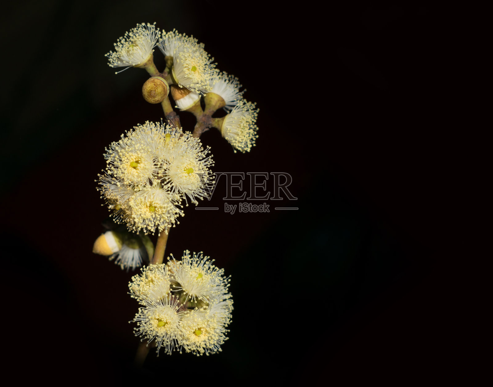 桉树花在黑色的背景。照片摄影图片