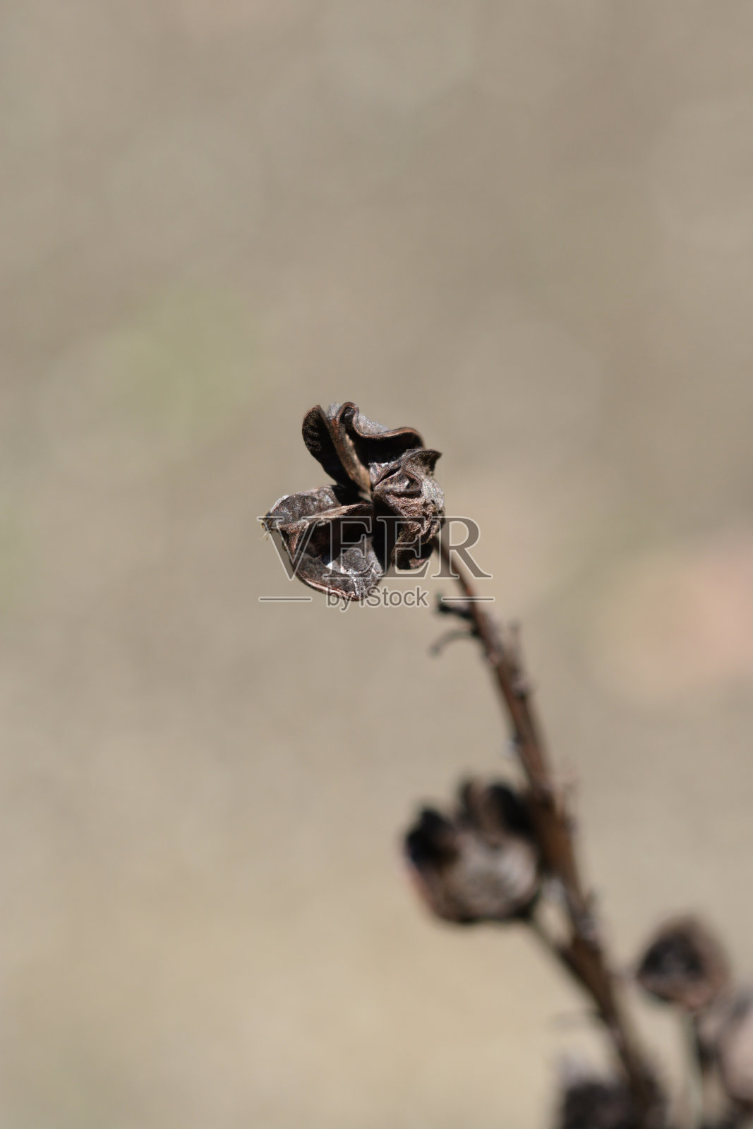 王矛豆荚照片摄影图片