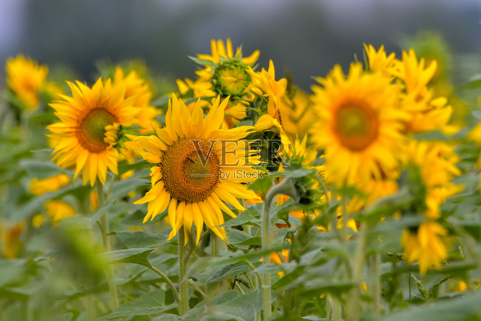 田野上盛开的向日葵在一个背景日落照片摄影图片