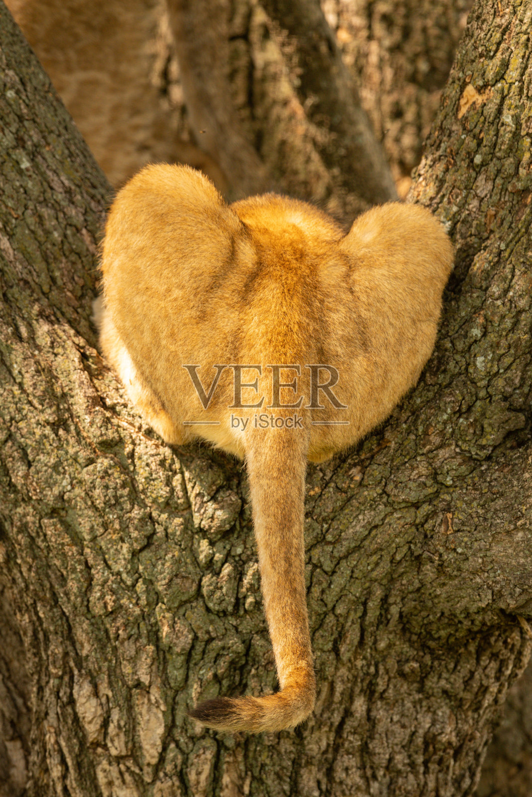 狮子幼崽的尾巴躺在树上照片摄影图片