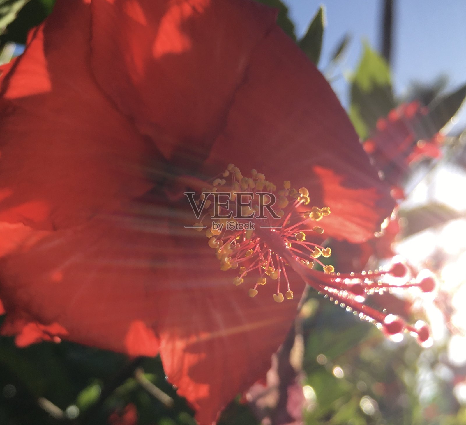 夏威夷考艾岛的木槿在春天的日出时开花。照片摄影图片