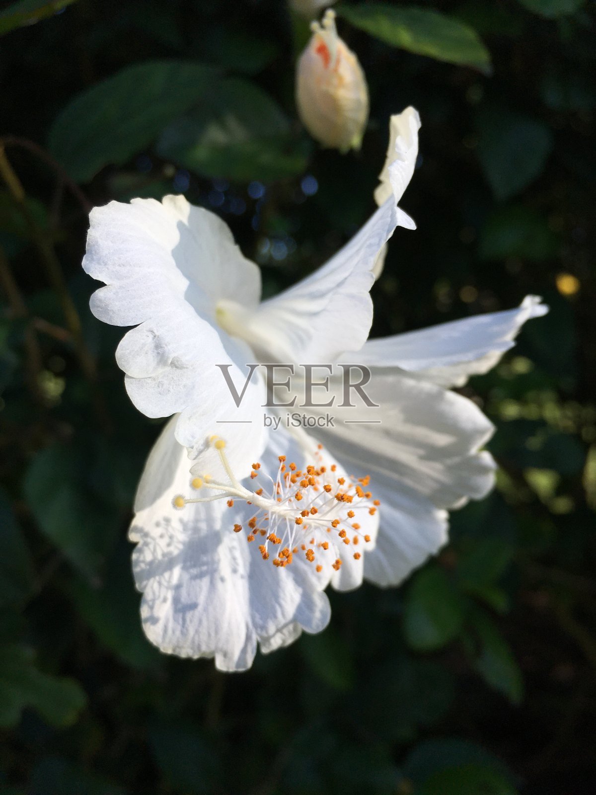 夏威夷考艾岛的木槿在春天的日出时开花。照片摄影图片