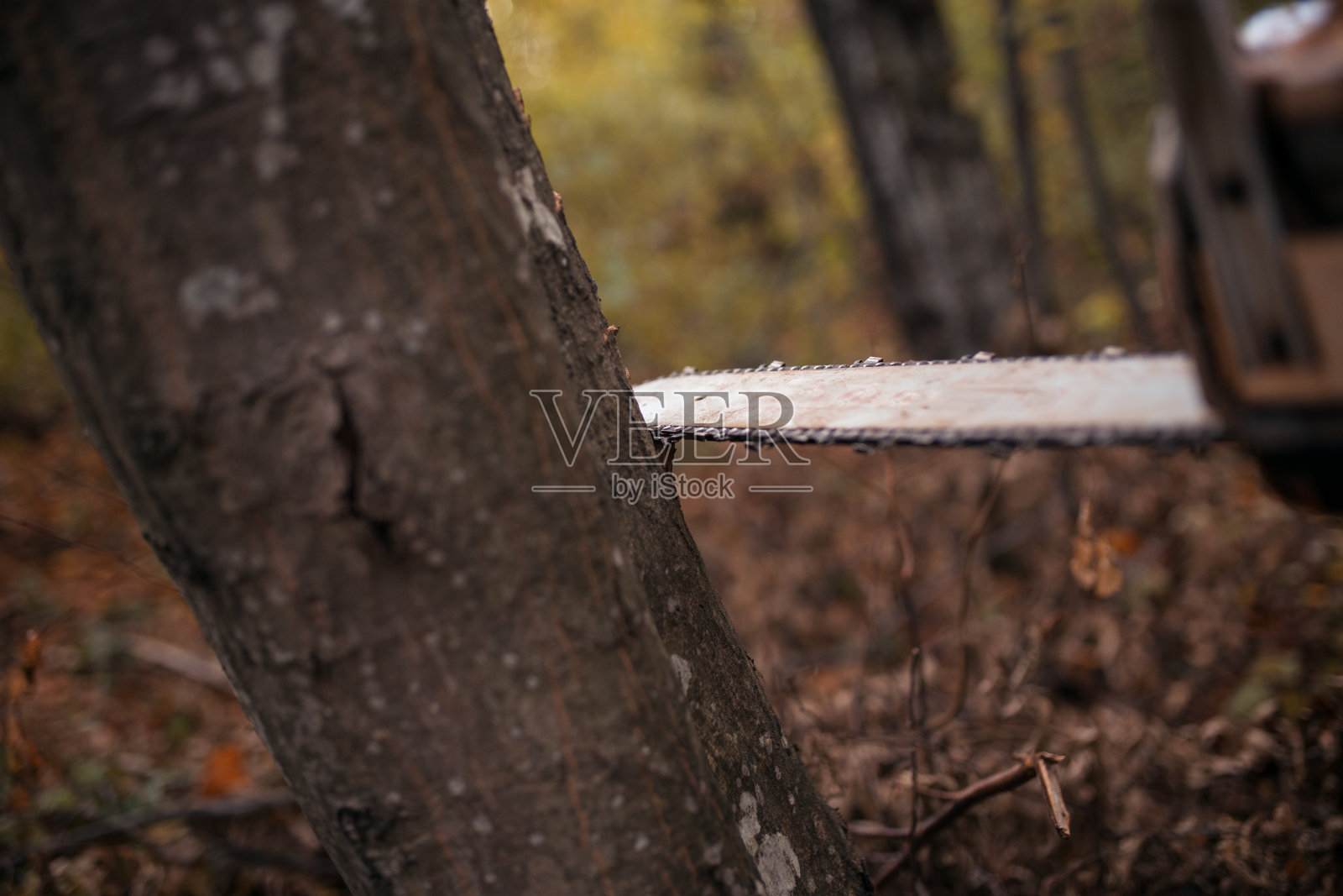 电锯锯树照片摄影图片