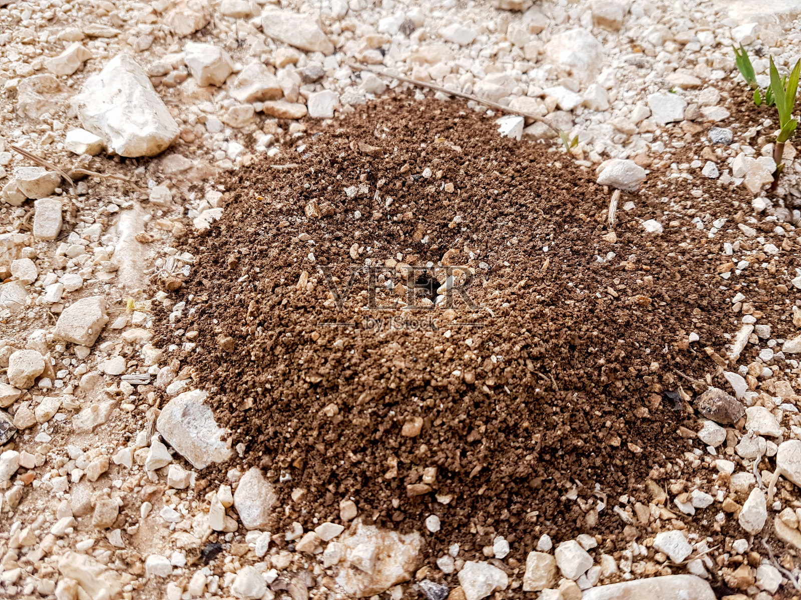 蚂蚁在巢中工作，对地面土壤俯视图照片摄影图片