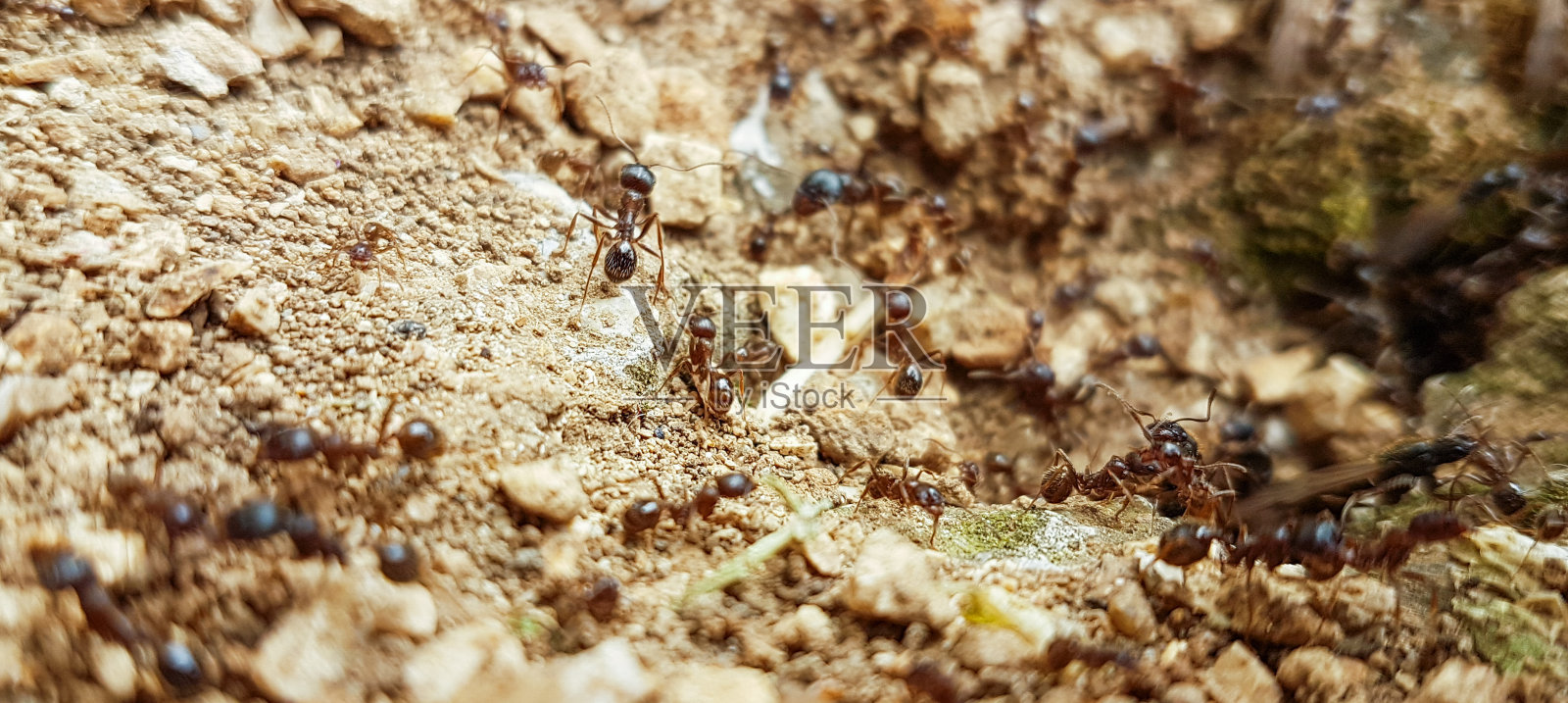 蚂蚁在巢中工作，对地面土壤俯视图照片摄影图片
