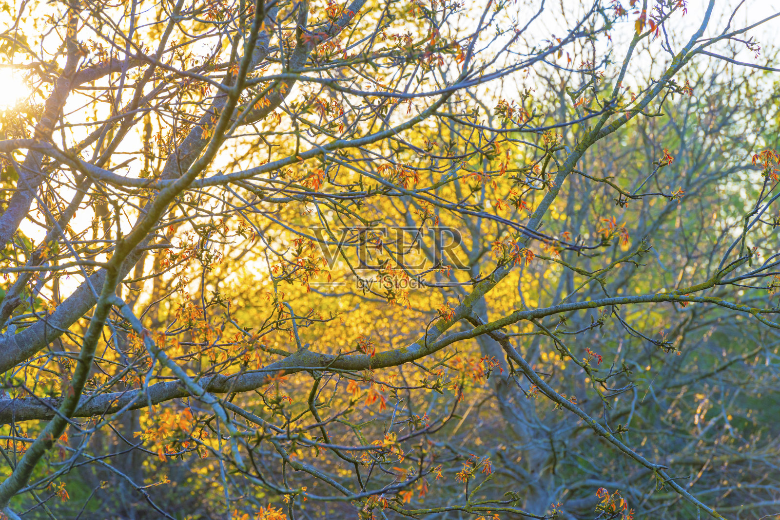 春天是在空气与嫩芽的树叶在绿油油的牧场在阳光在日出照片摄影图片