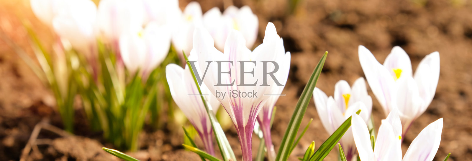 蓝色背景上的白色番红花。春天开花照片摄影图片