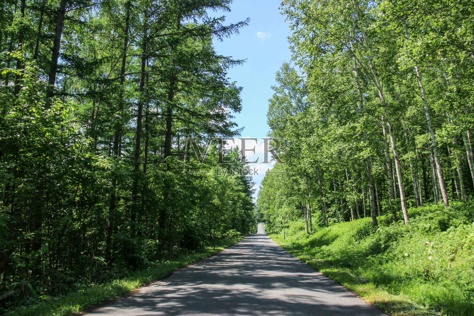 翠绿的森林，笔直的道路照片摄影图片