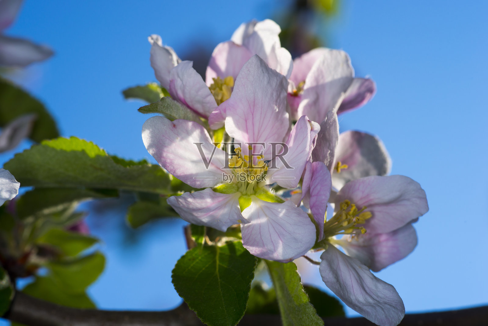 苹果花照片摄影图片