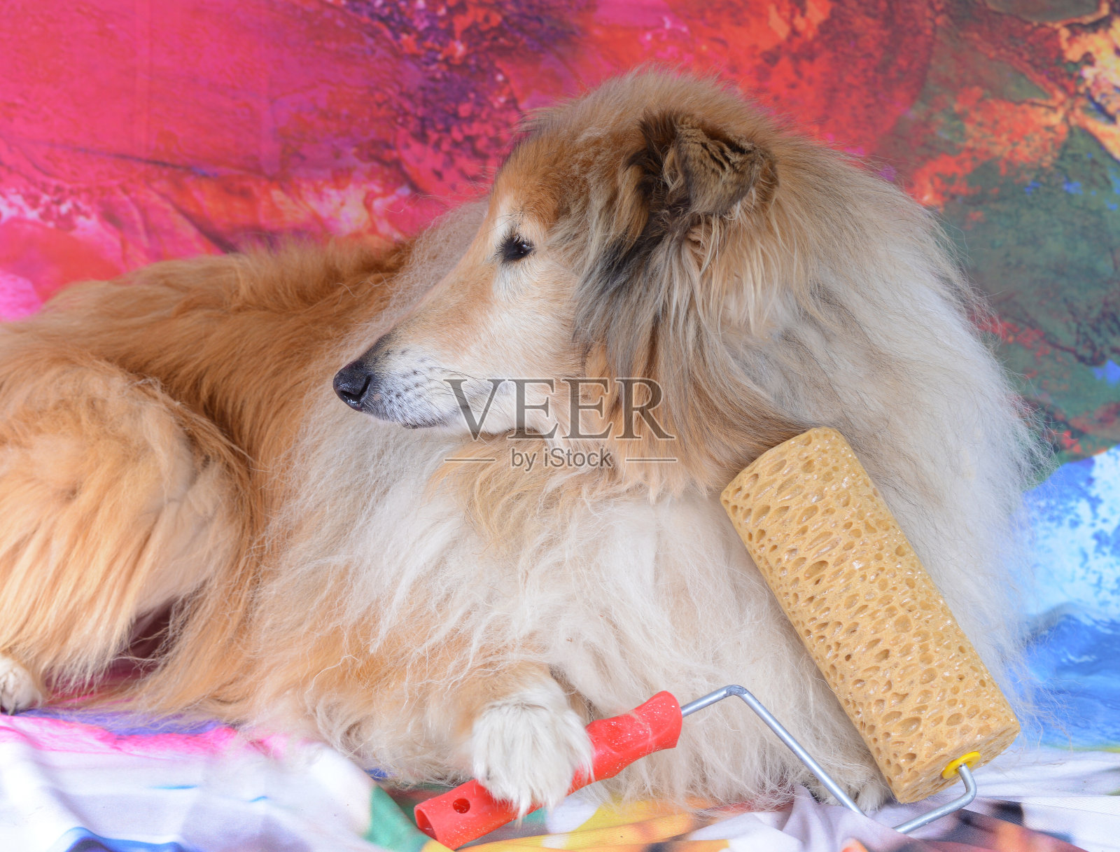 粗糙的牧羊犬有趣照片摄影图片