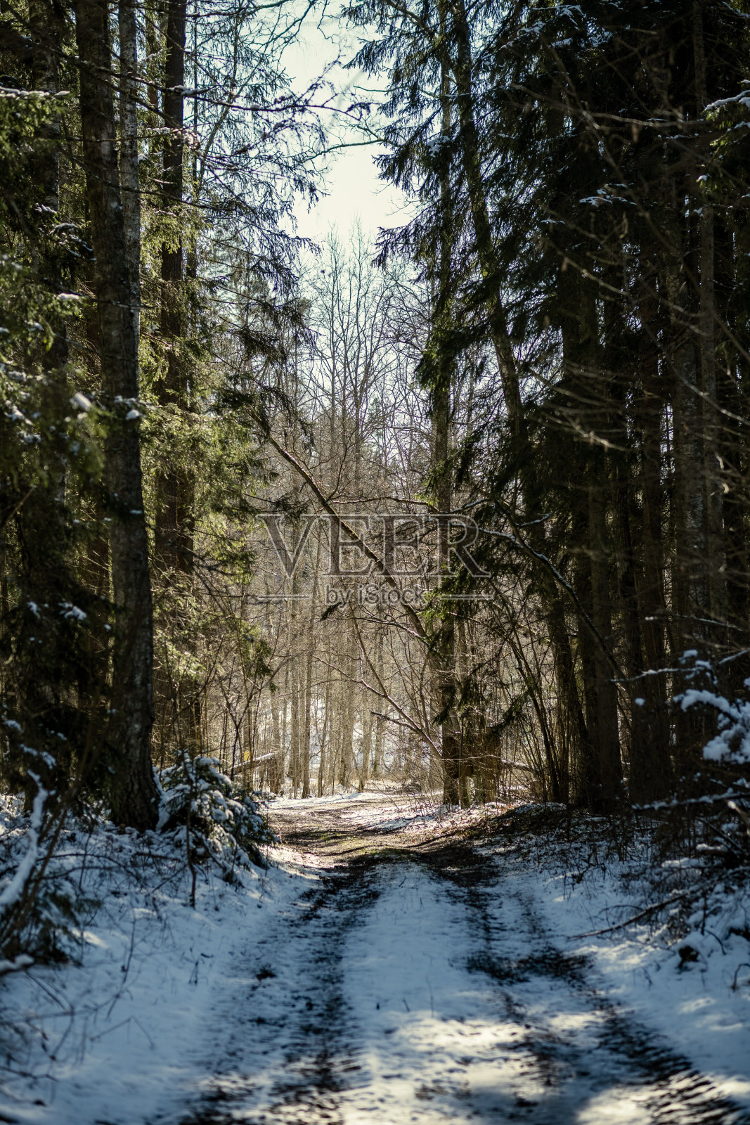 森林里的砾石土路照片摄影图片