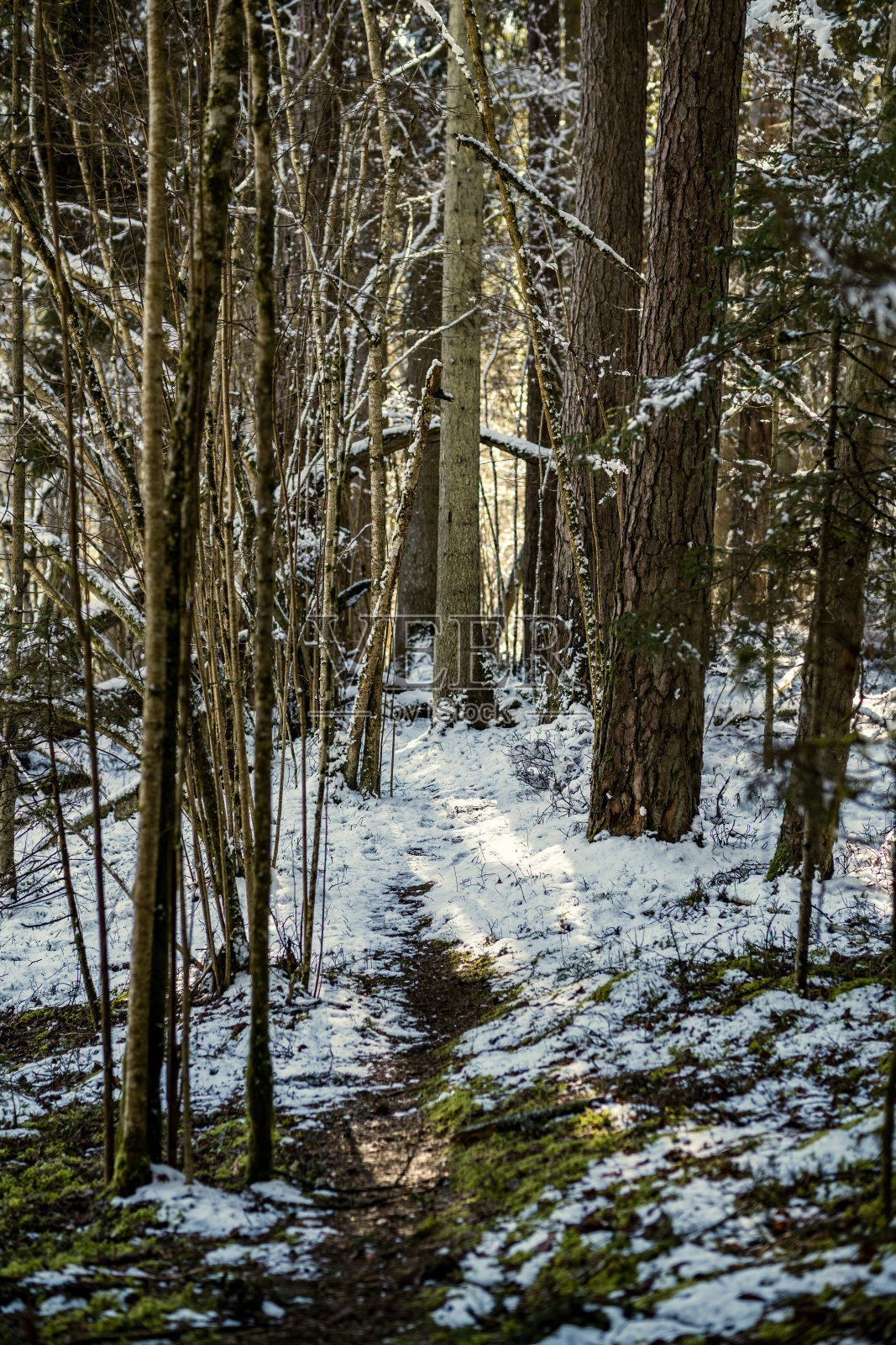 被雪覆盖的树干和植被抽象地郁郁葱葱的纹理照片摄影图片
