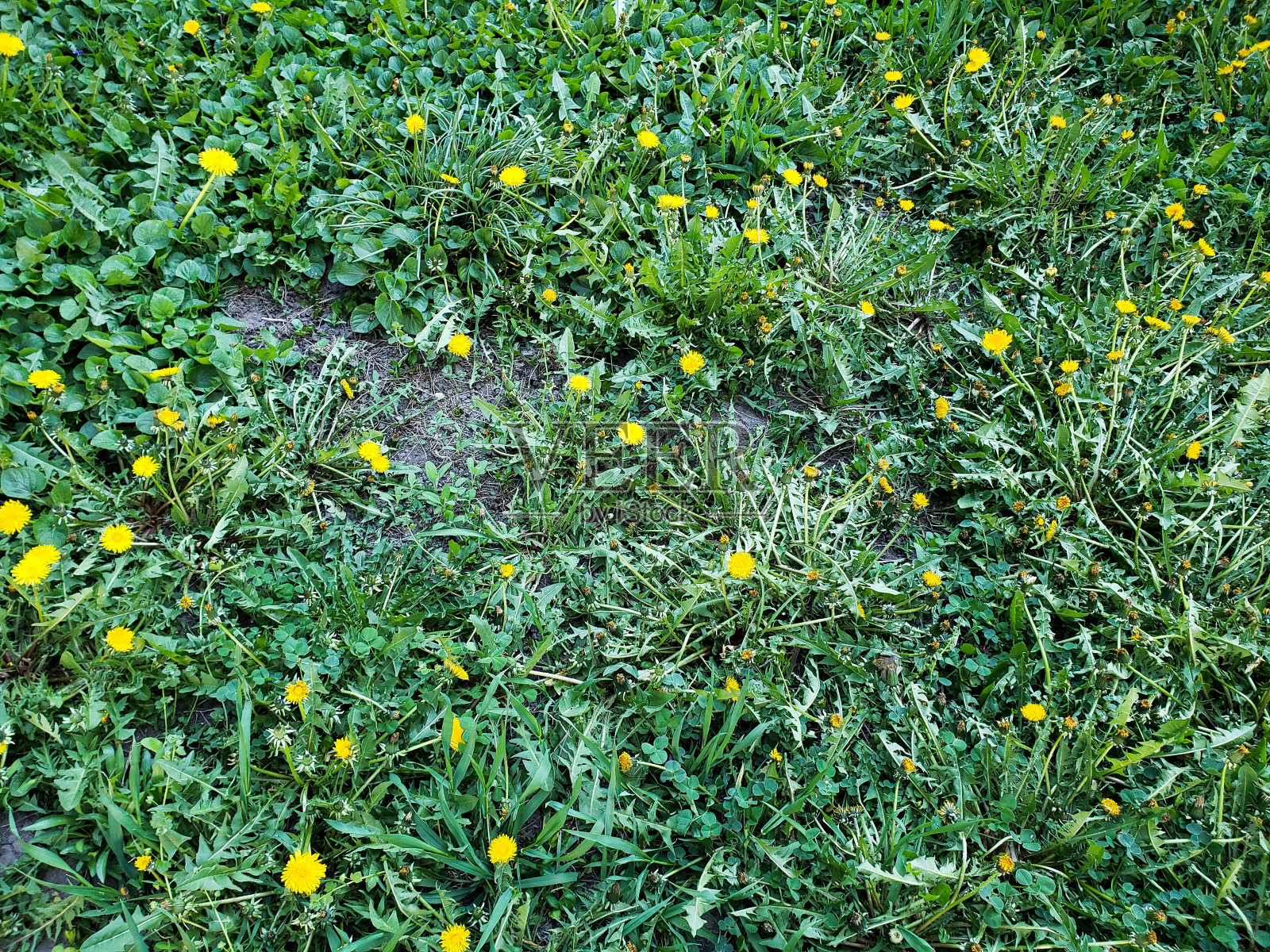 蒲公英照片摄影图片