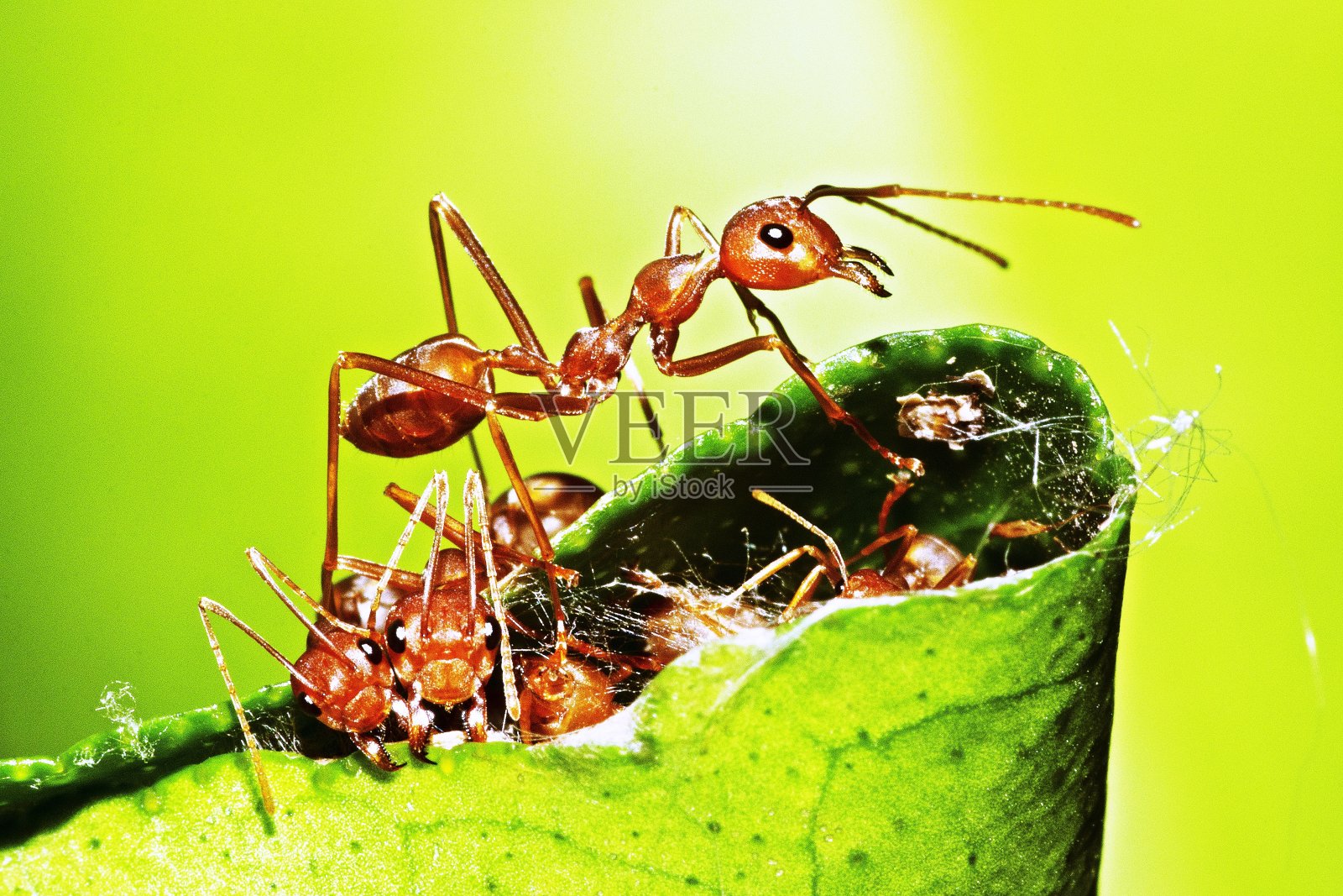 蚂蚁咬树叶，帮助筑巢。照片摄影图片