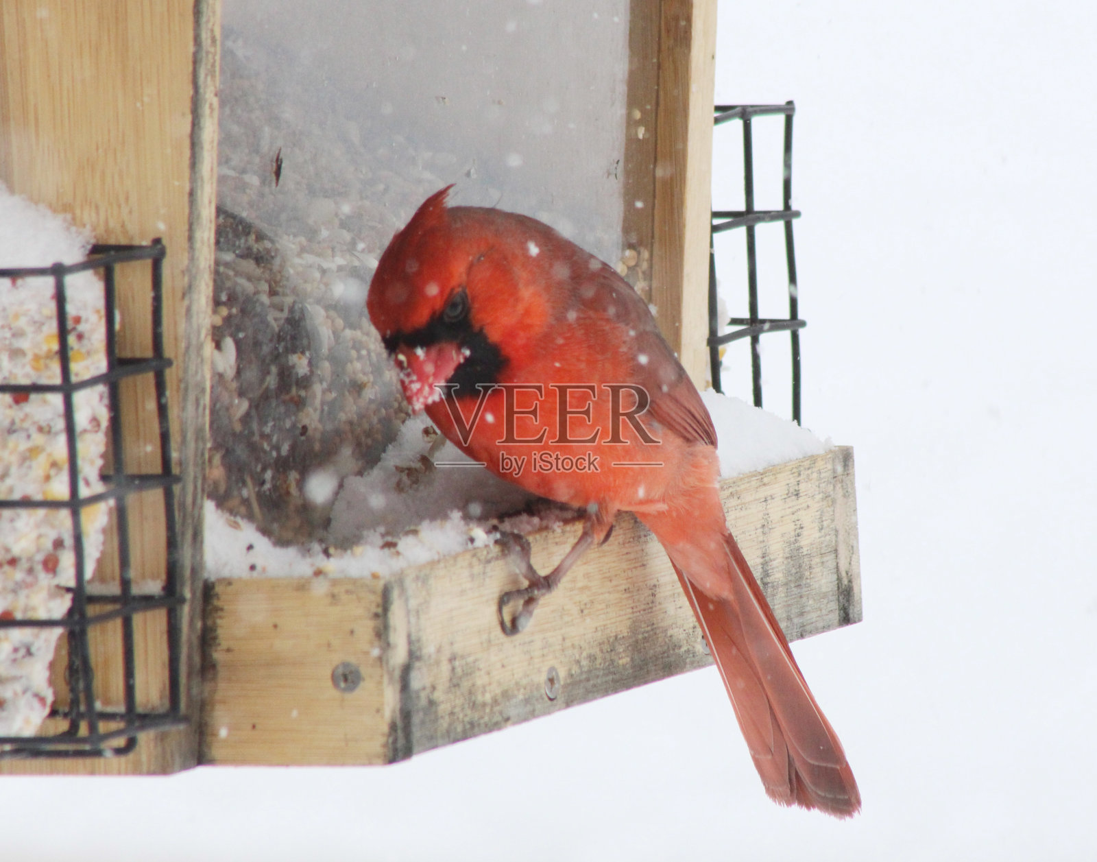 红衣主教照片摄影图片