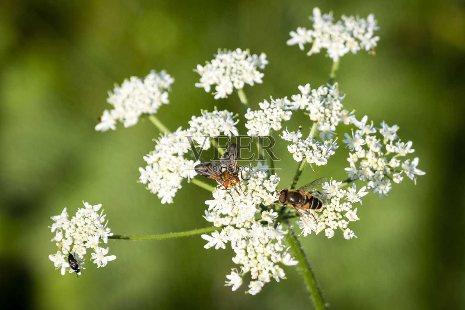 植被在背光照片摄影图片