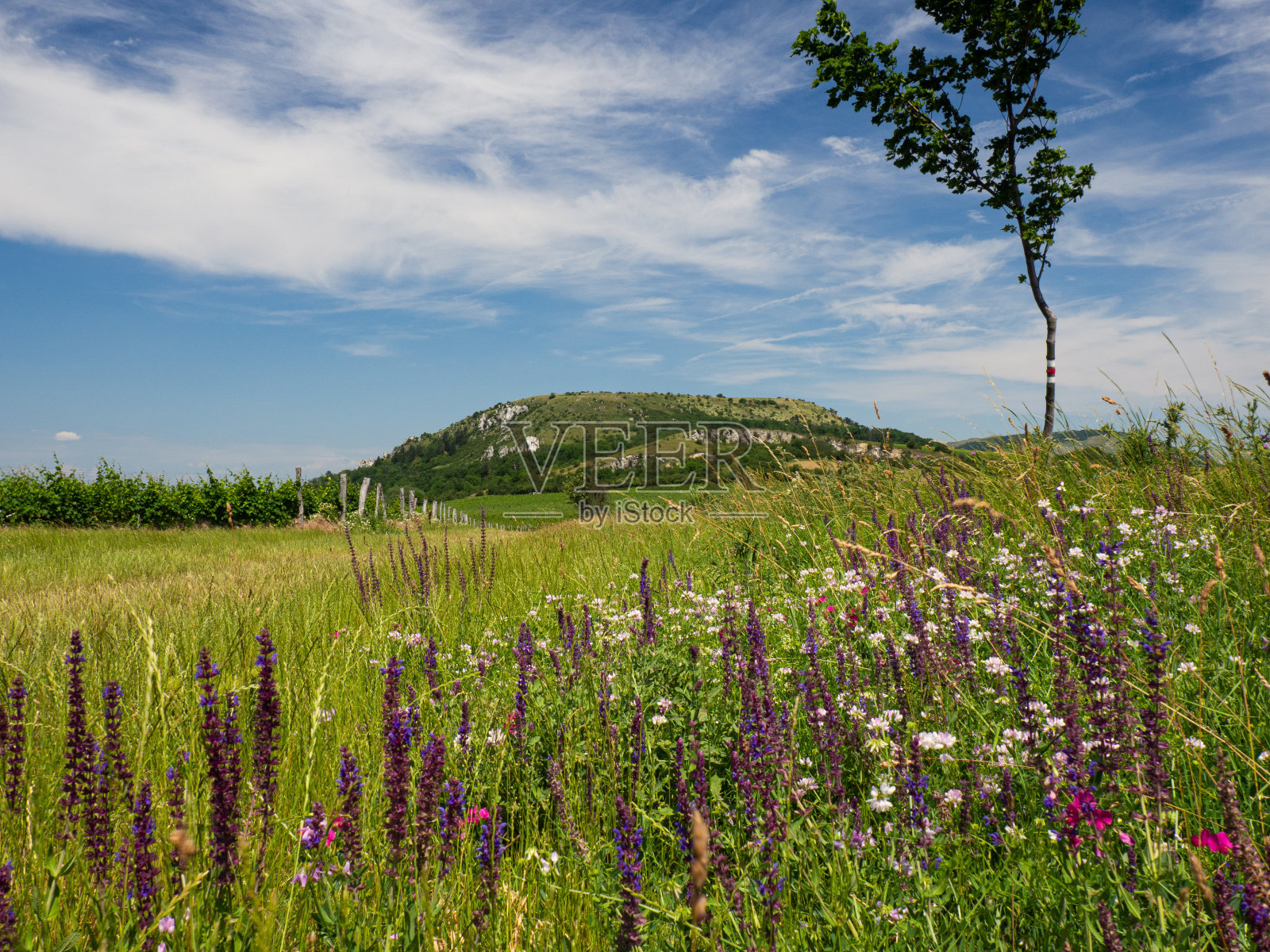 斯托洛瓦山，帕拉瓦景观保护区，捷克共和国，巴甫洛夫山照片摄影图片