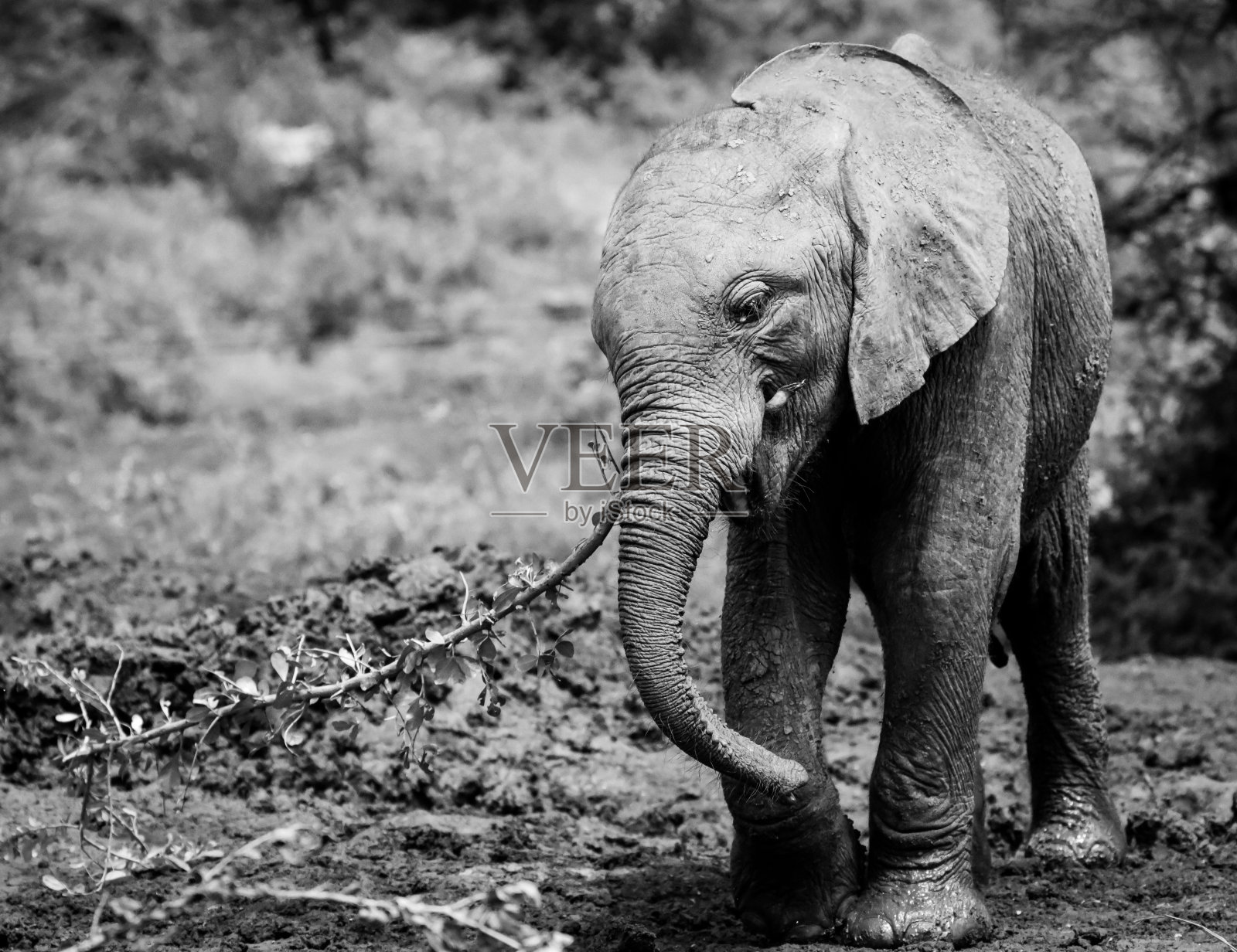 大象照片摄影图片