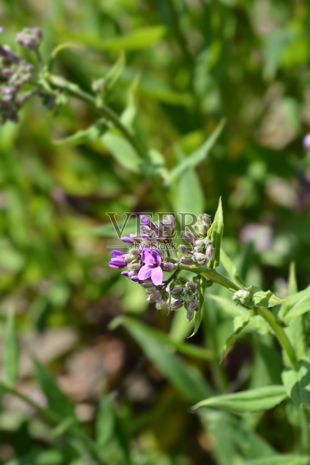 美女火箭花照片摄影图片
