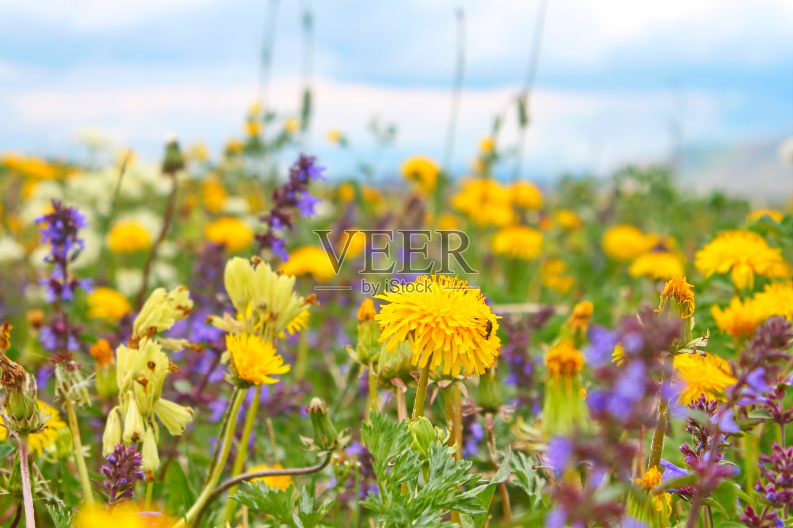 春天黄色的野花特写，非常美丽照片摄影图片