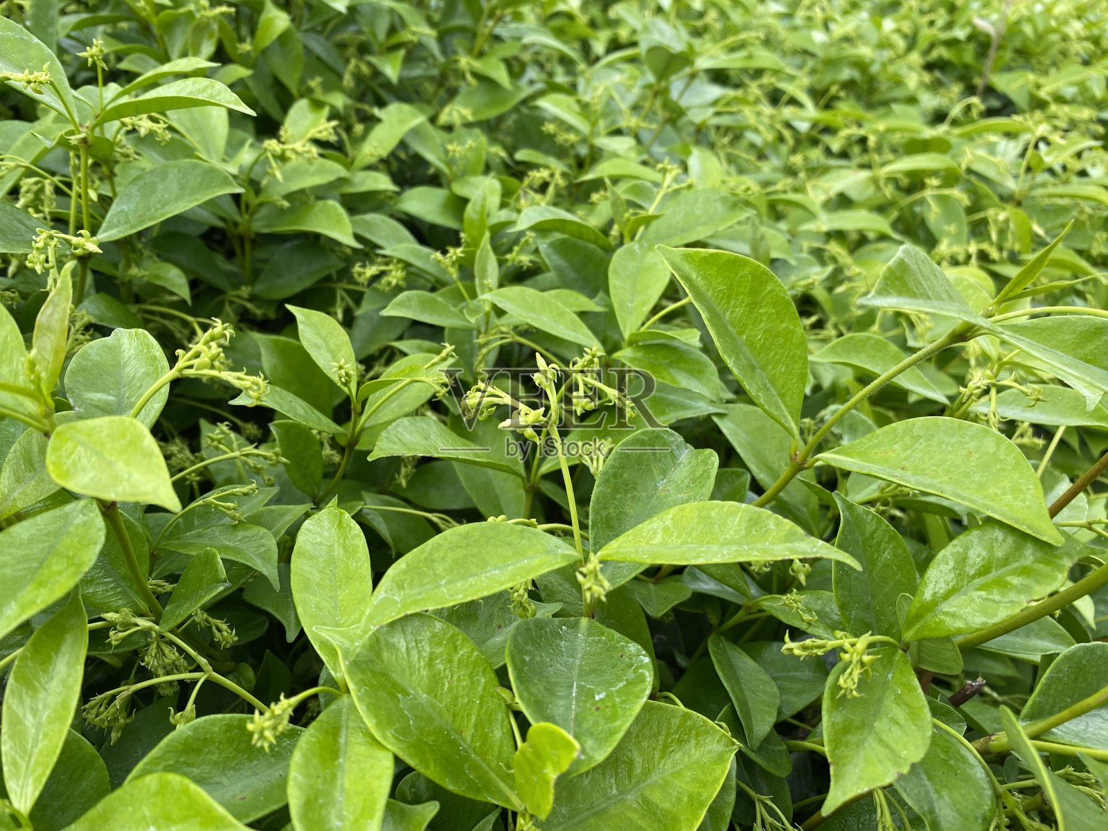 绿色的树叶照片摄影图片