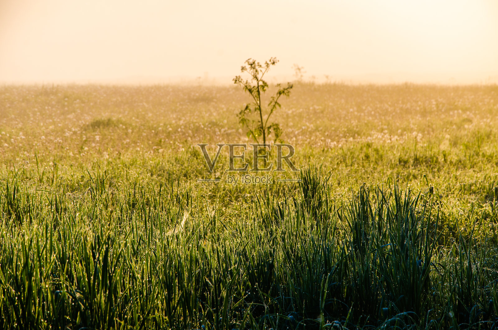 在晨雾和露水中。阳光穿过郁郁葱葱的草木。照片摄影图片