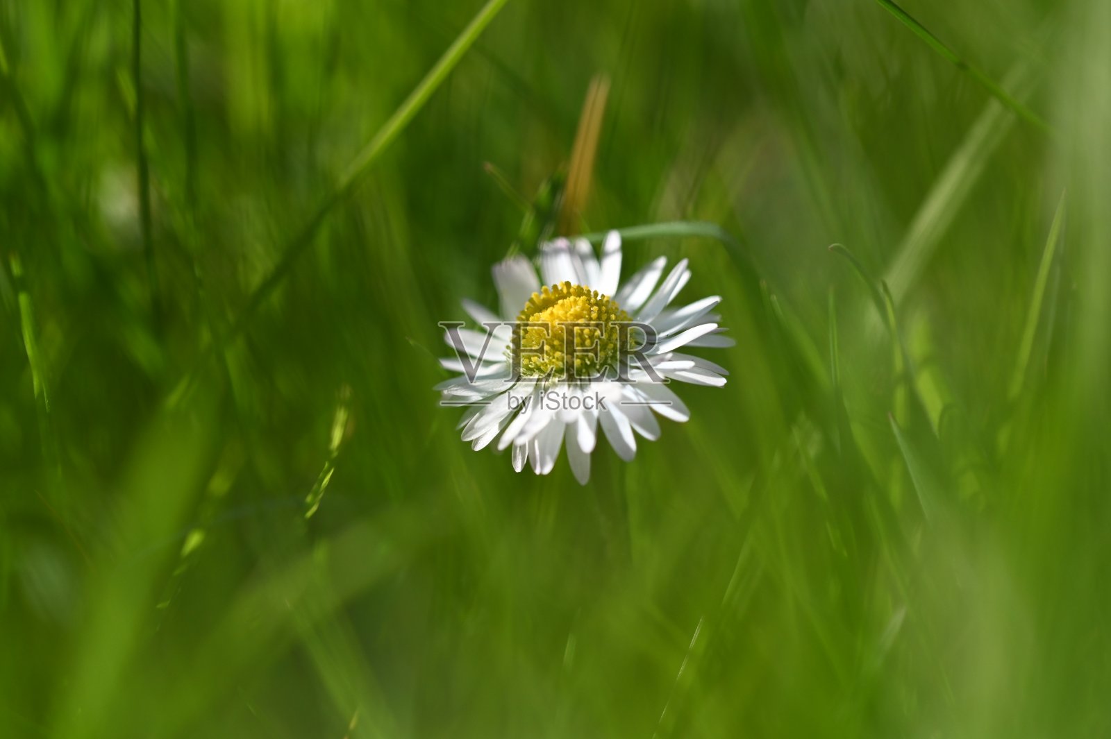 雏菊在新鲜的绿色草地上照片摄影图片