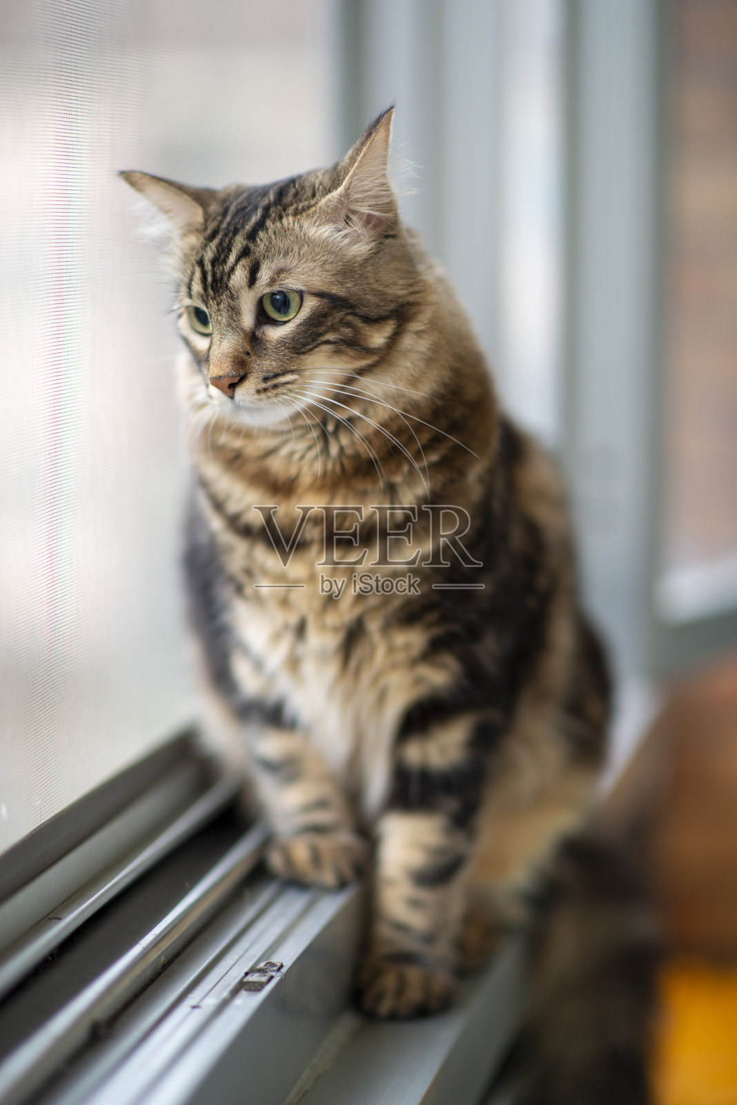 猫人与绿色眼睛近距离。挪威猫的品种，也Skogkatter和Skovkatter或Wegie照片摄影图片