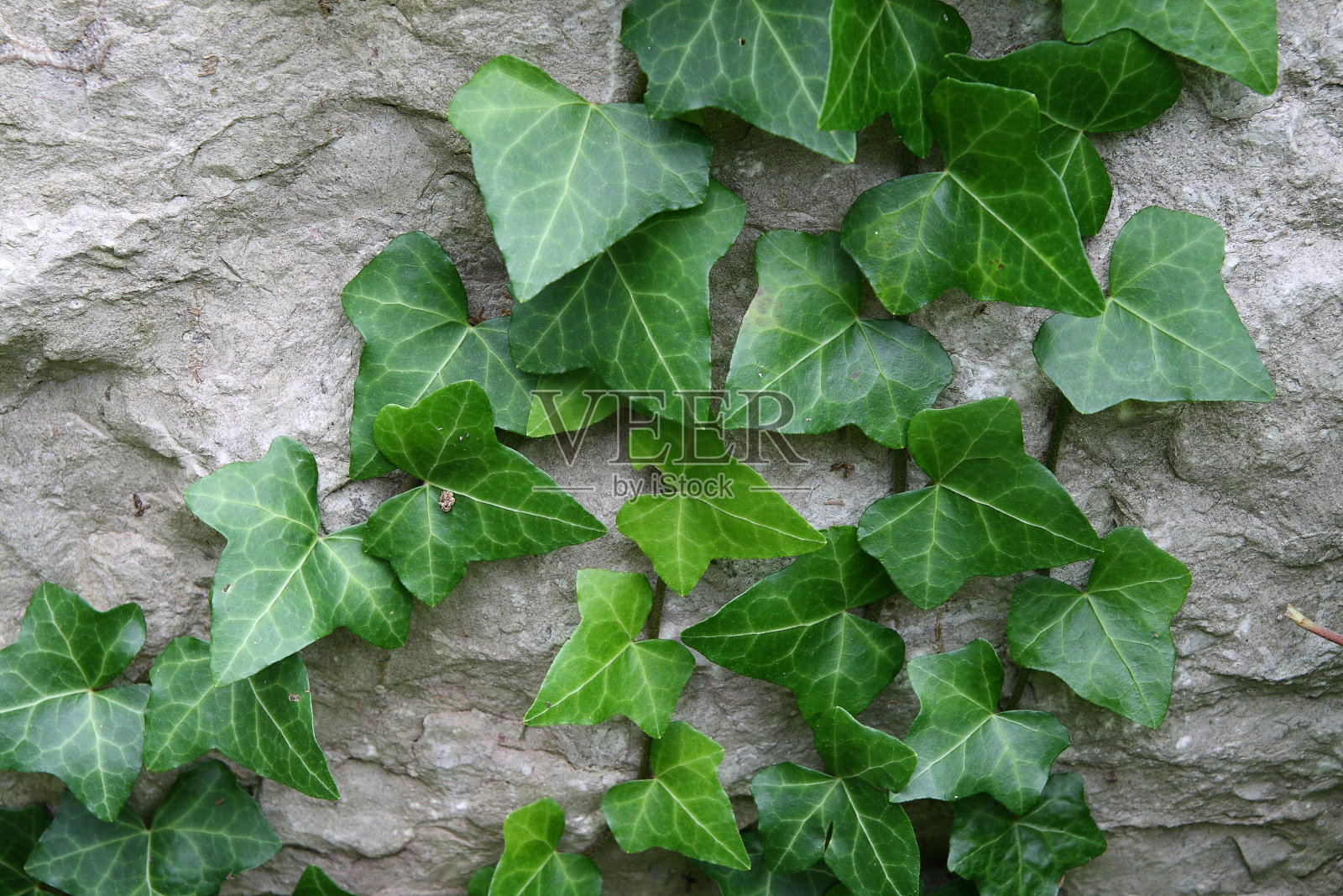 春天花园里的植物照片摄影图片