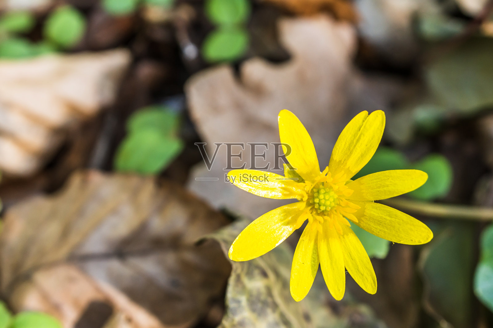 黄色的花照片摄影图片