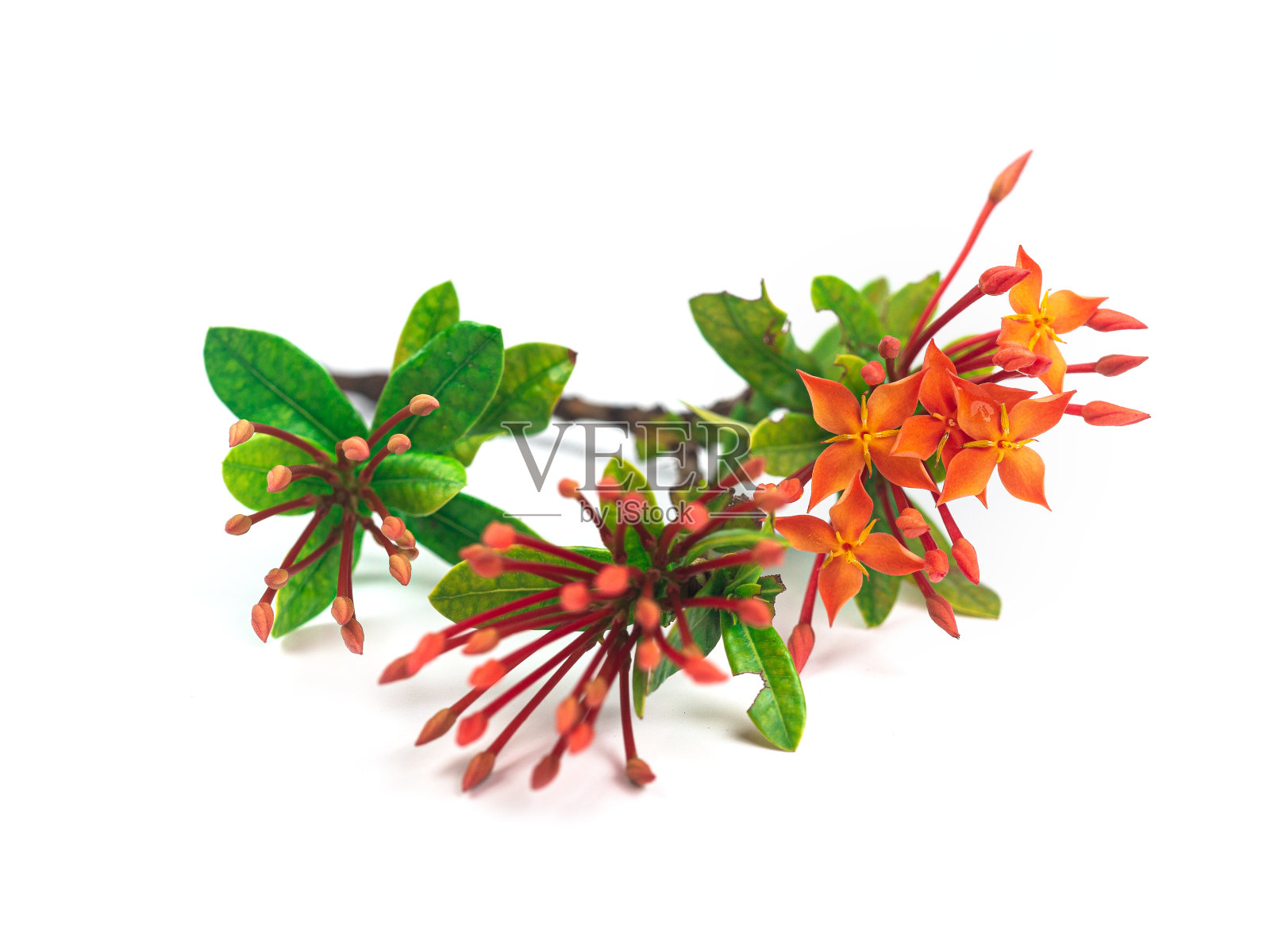 茜草科花孤立在白色背景上。瓢虫花在花园里开花。红色的花。红色的花照片摄影图片