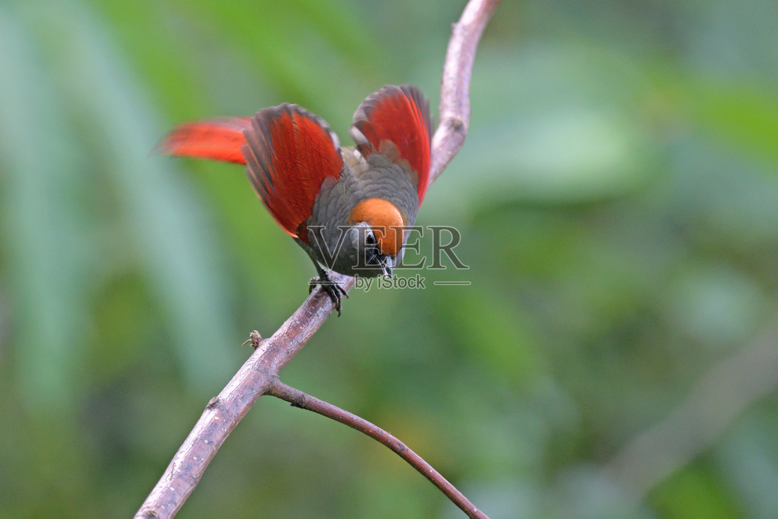 红尾笑画眉。照片摄影图片