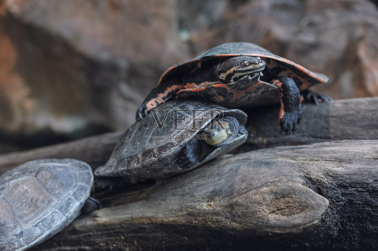 两只乌龟在原木上休息照片摄影图片
