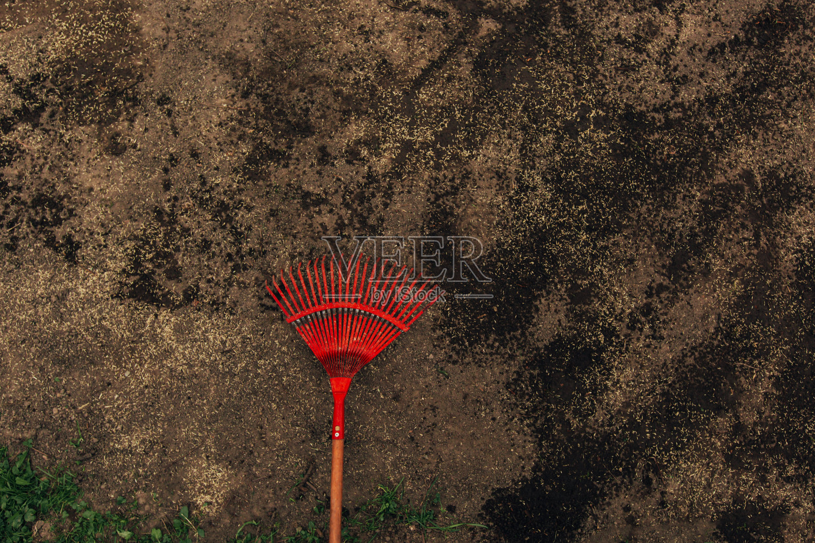 用红耙子在地上种着种子。照片摄影图片