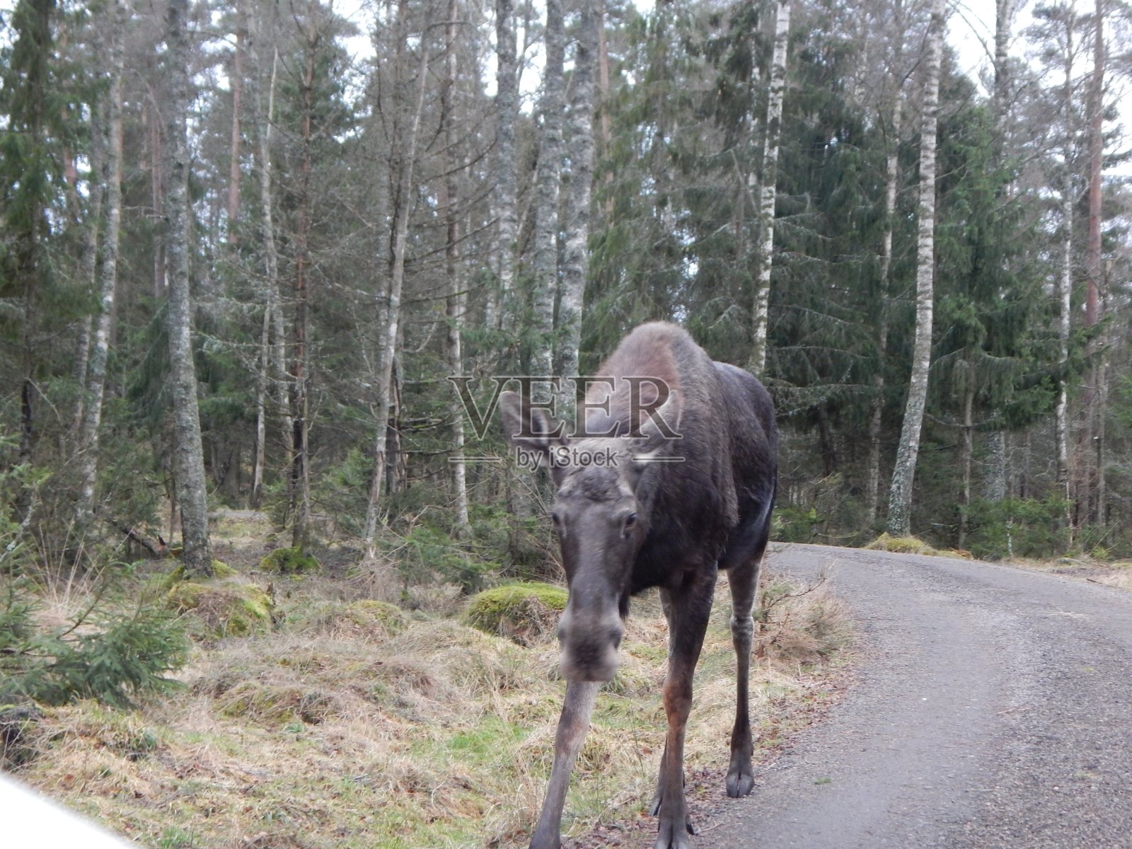瑞典马克里德野生动物园的动物们照片摄影图片