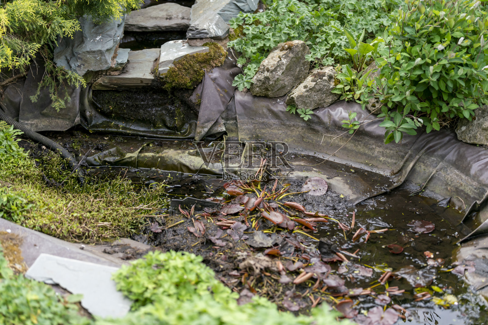 花园池塘干涸照片摄影图片