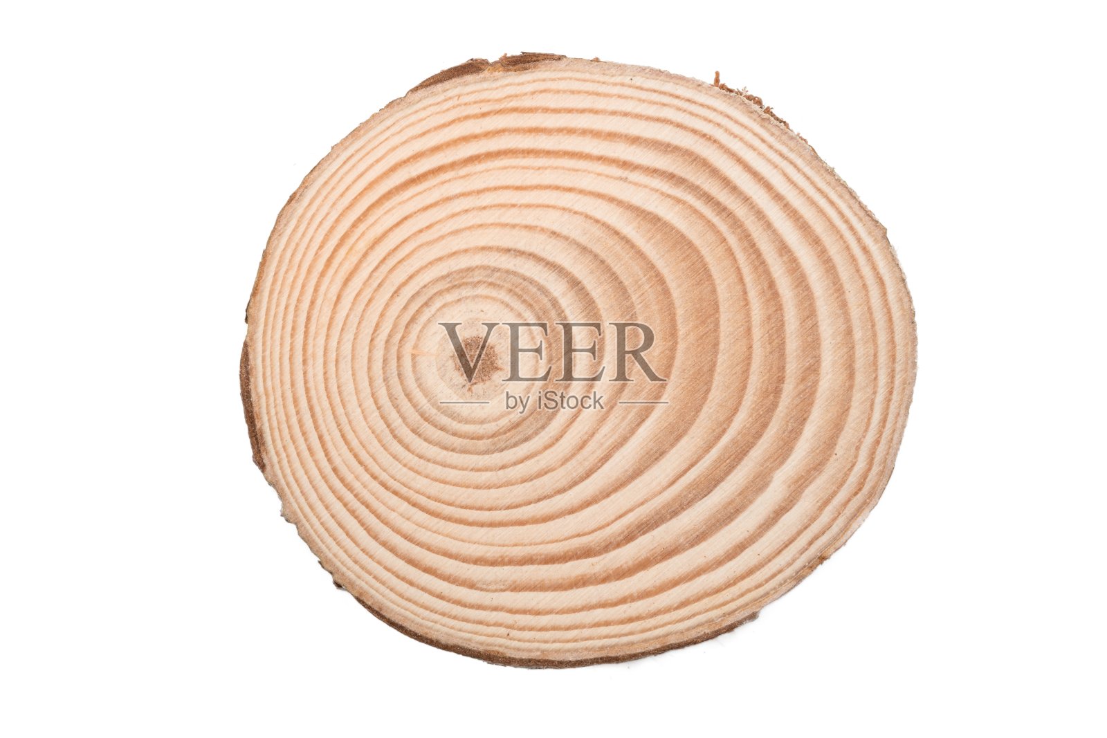 木树切割表面孤立白色照片摄影图片