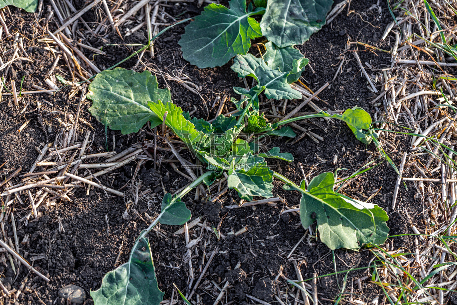 冬季油菜籽在春天发芽照片摄影图片