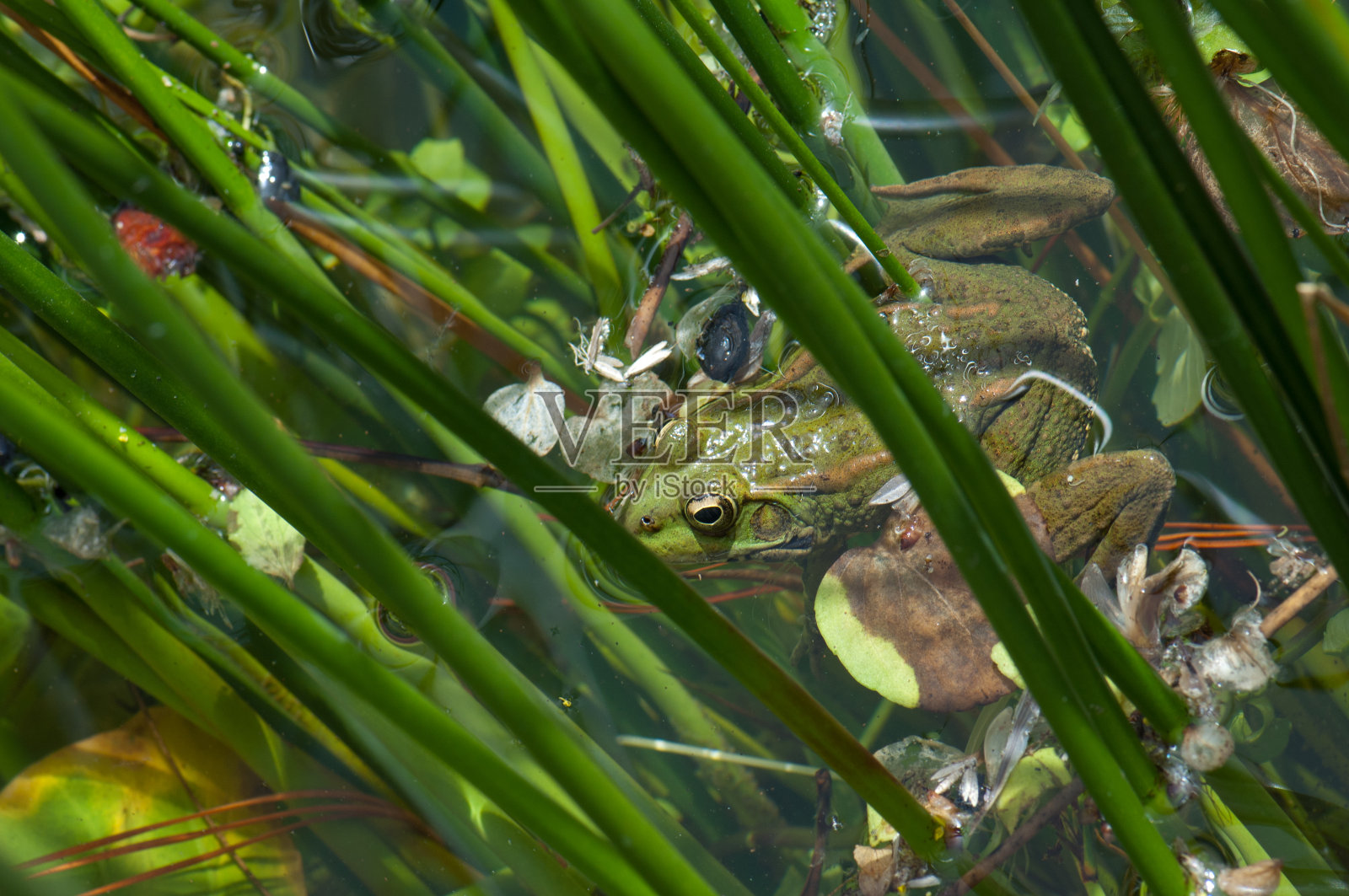 佩雷斯的青蛙Pelophylax perezi在池塘里。照片摄影图片