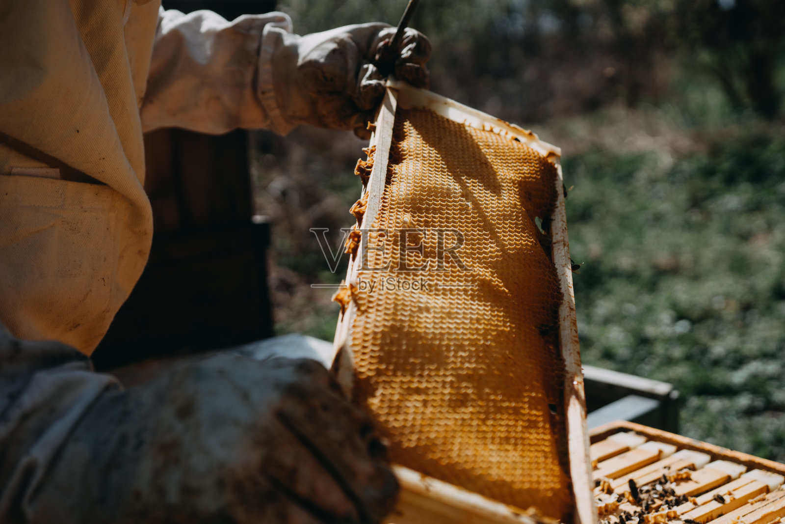 养蜂人手里拿着一个蜂房，里面有蜜蜂。照片摄影图片