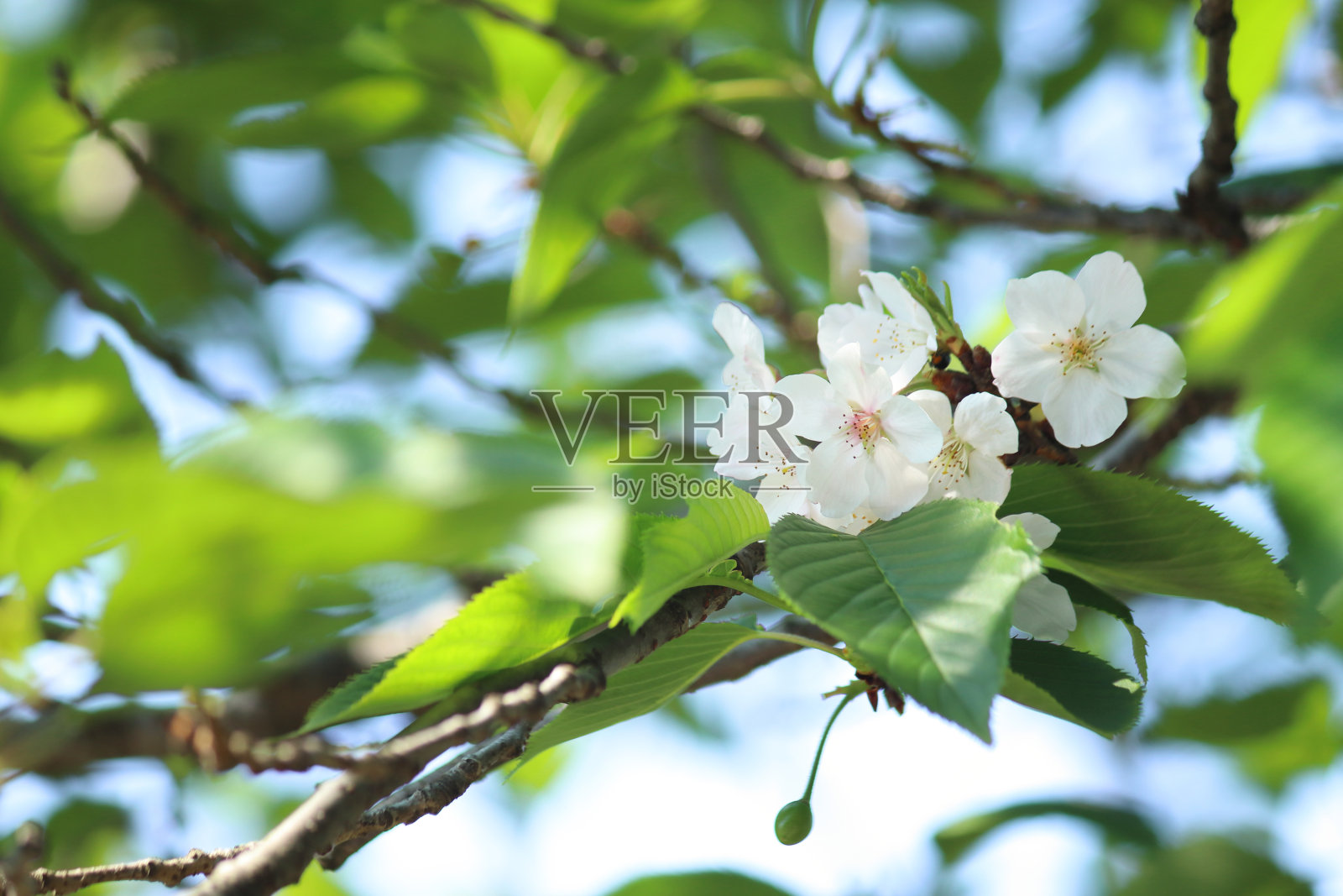 樱花的嫩叶和花(大岛zakura)照片摄影图片