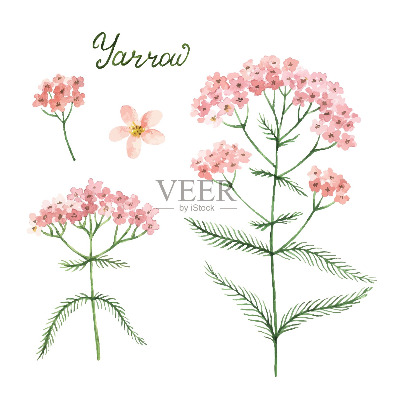 手绘植物水彩插画图片素材