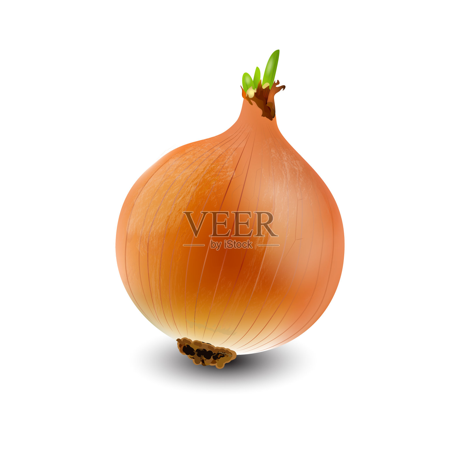现实的洋葱设计元素图片
