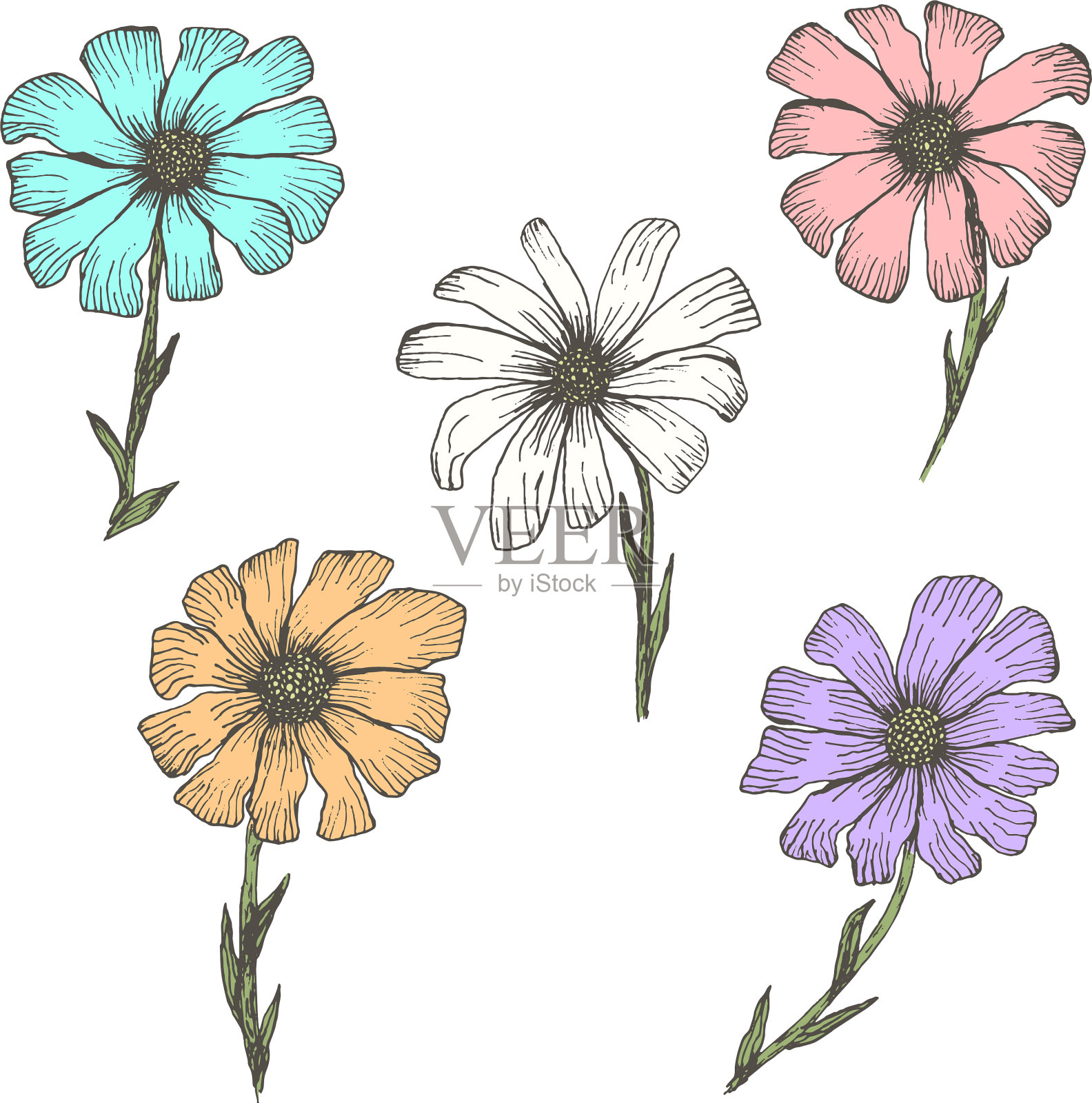 收集的古董彩色洋甘菊花插画图片素材