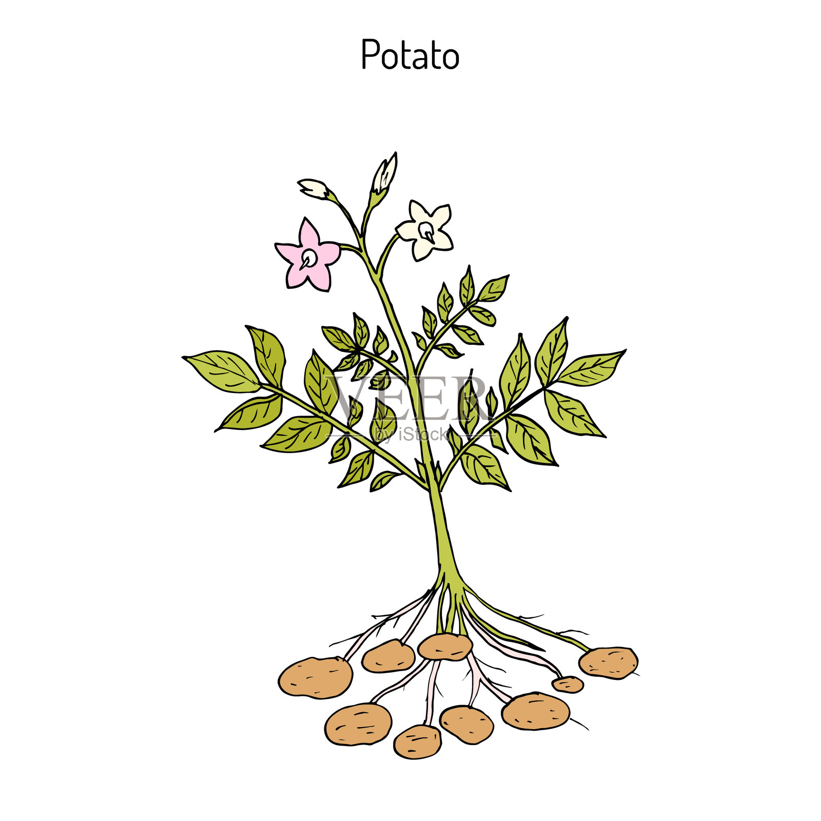 马铃薯植物手绘设计元素图片