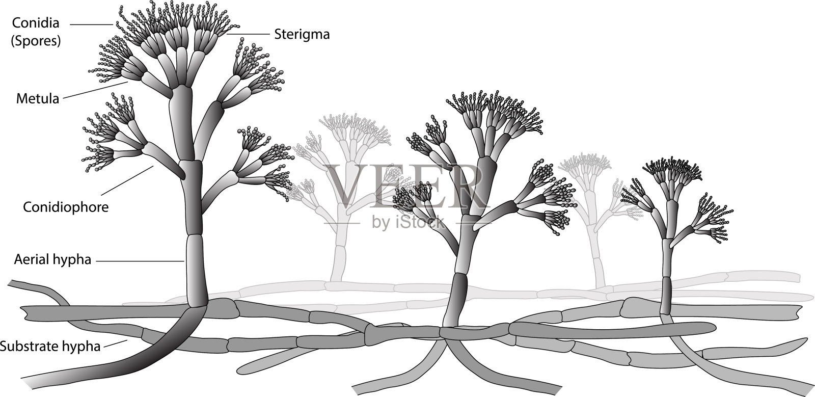 特异的结构插画图片素材