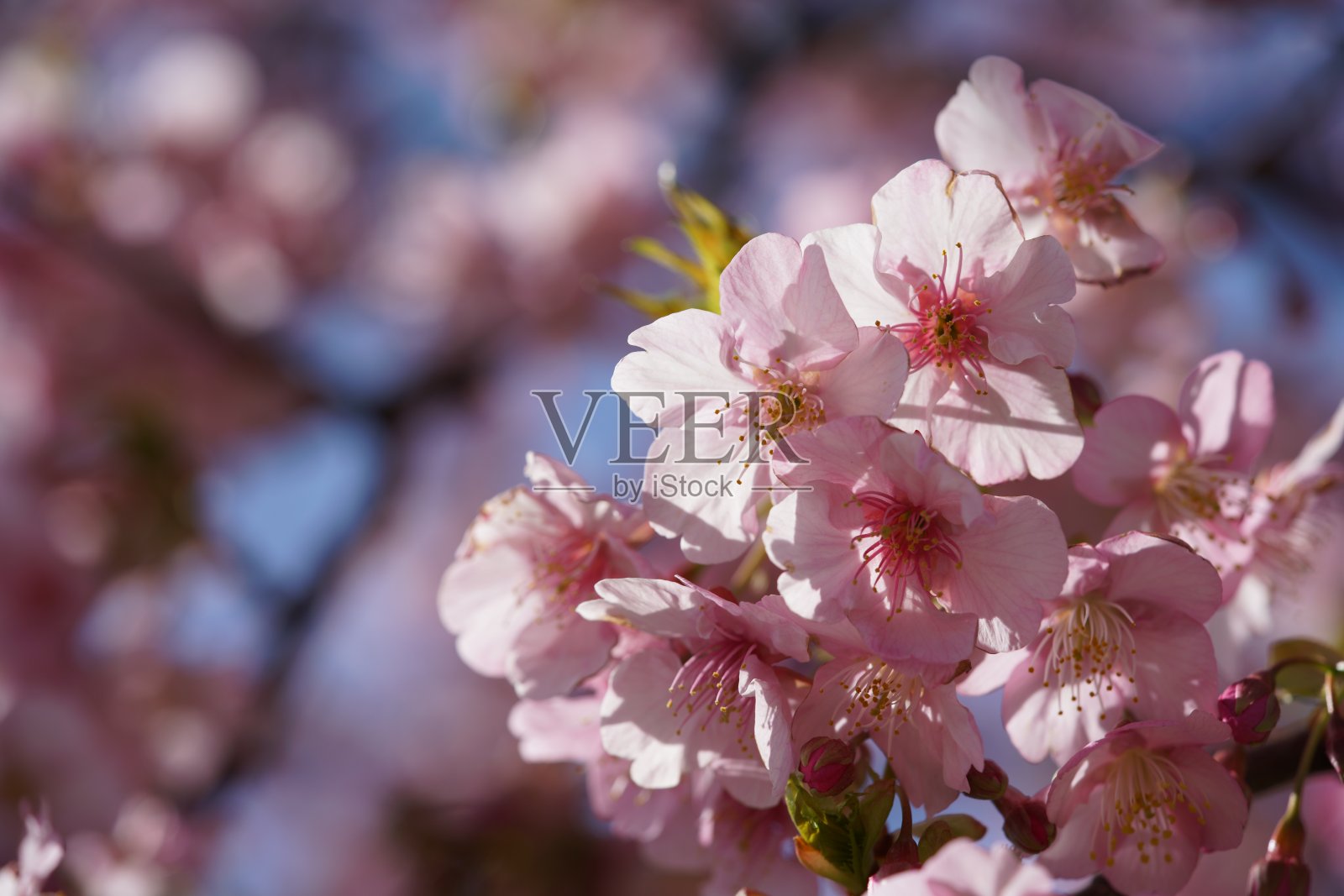 樱桃’Kawazu-zakura’照片摄影图片