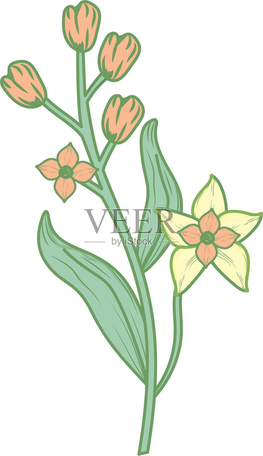 剪影洋甘菊作为植物配料来调味设计元素图片