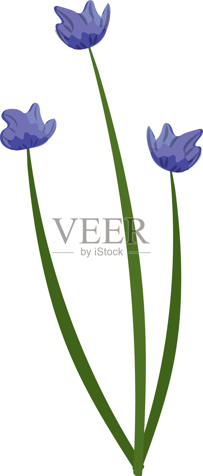 韭菜植物配料，用于食品调味设计元素图片