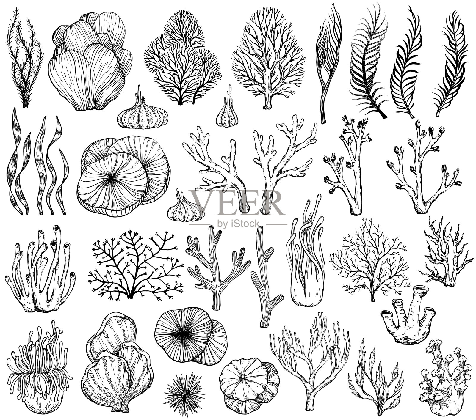 一套海洋手绘珊瑚黑白设计元素图片